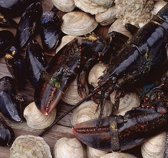 Steamed Clams or Mussels